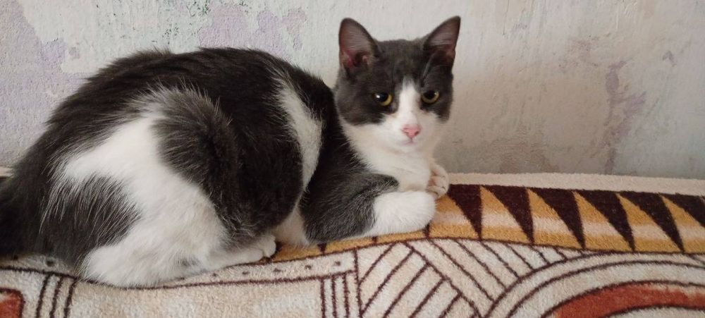 Отдам даром в добрые руки серо-белого котика