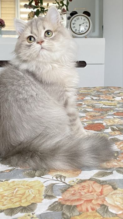 Британське кошеня голубе золото