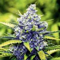 60 dni ‼️10 sztuk AUTOMATYCZNE Blueberry Nasiona Marihuany THC Outdoor