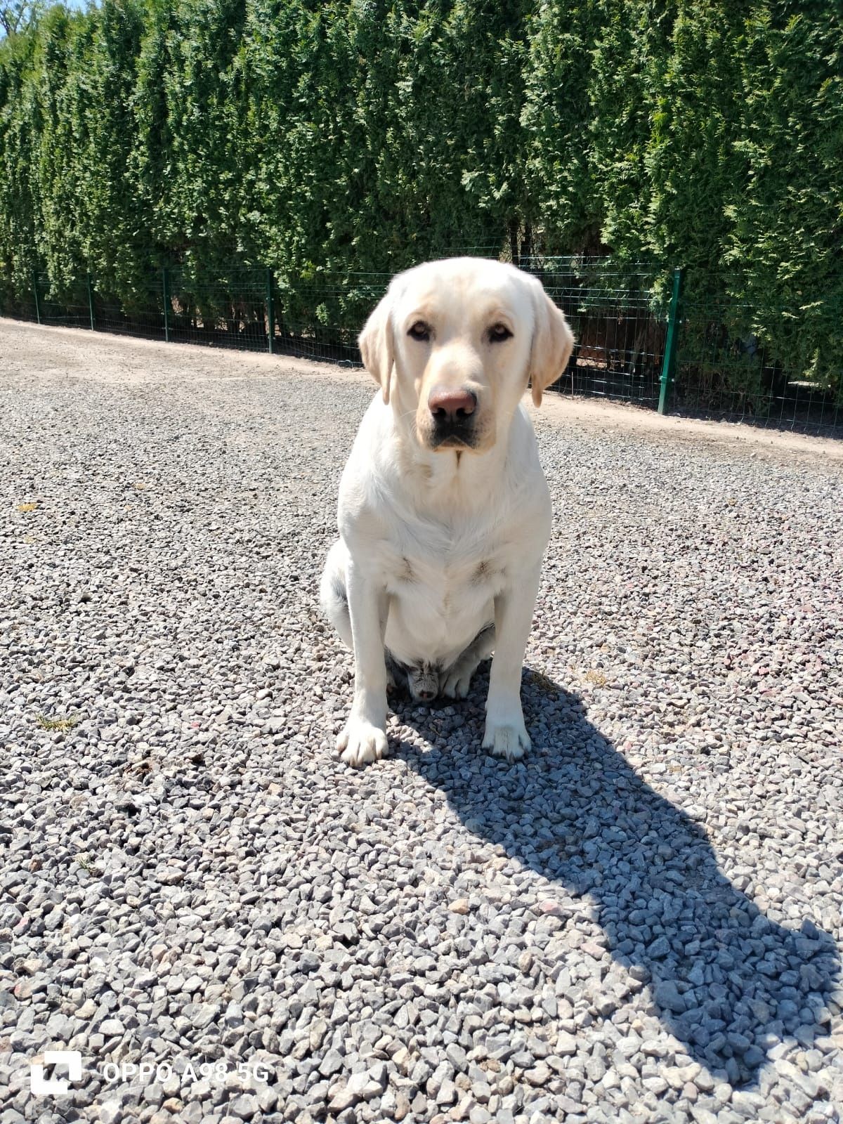 Labrador Retriever