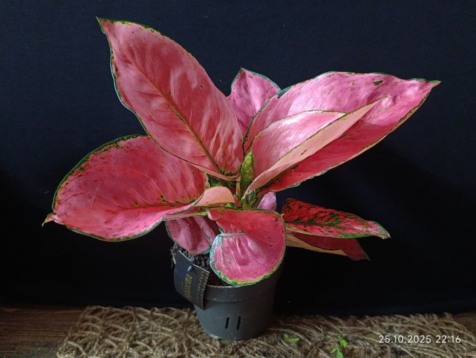Аглаонема "Расбері Лав" (Aglaonema 'Raspberry Love')