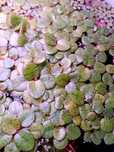 Planta para aquário Limnobium Laevigatum