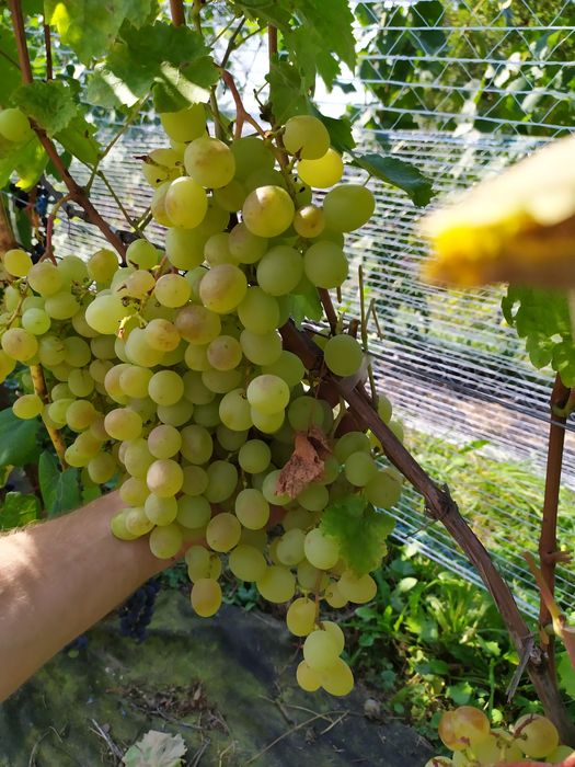 Sadzonki 2 winorośli wino i soki parafinam mikoryza wysylka