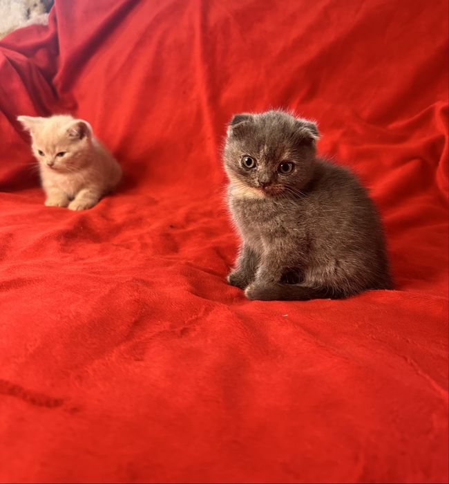 Шотландські кошенята терміново‼️