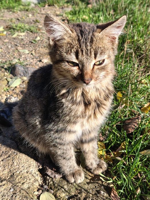 Два гарненькі котика, безкоштовно, 5,5 місяців