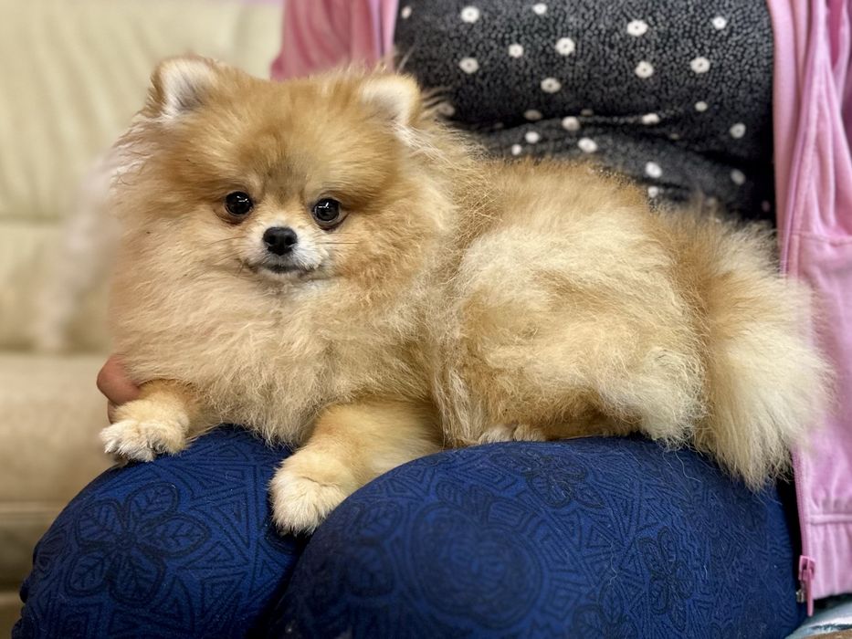 Suczka Szpic mianiaturowy pomeranian ZKwP FCI