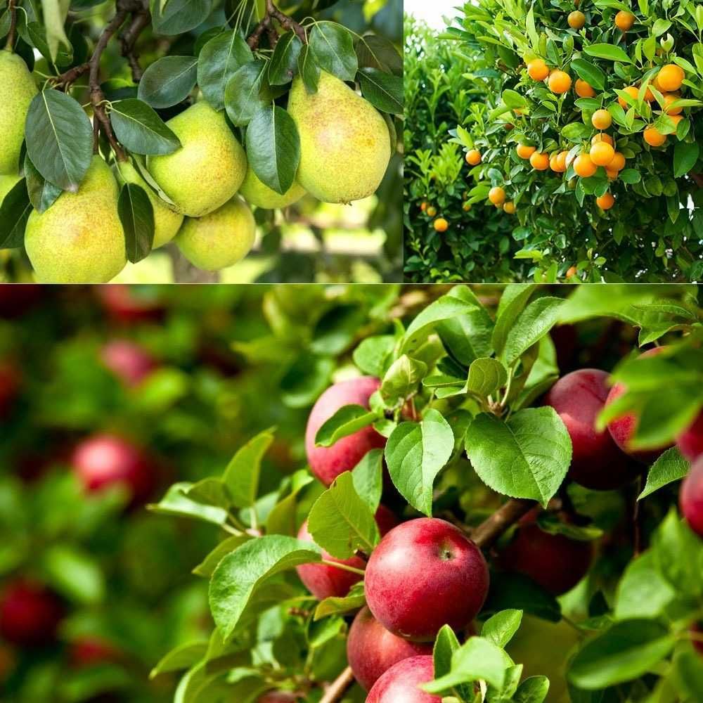 Plantas de Maceiras, Laranjeiras, Pereiras e outras Fruteiras