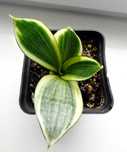Sansewieria gwinejska 'Golden Hahnii' Sansevieria trifasciata
