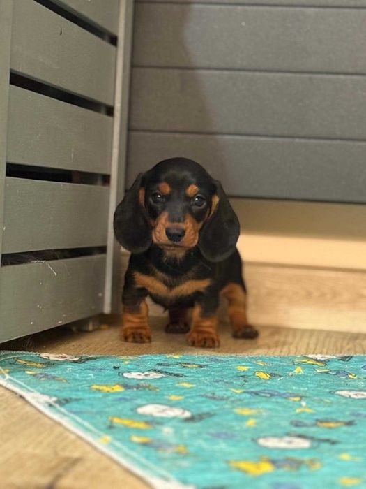 Jamnik  Krótkowłosy Miniaturowy/ Króliczy! Piękny piesek!