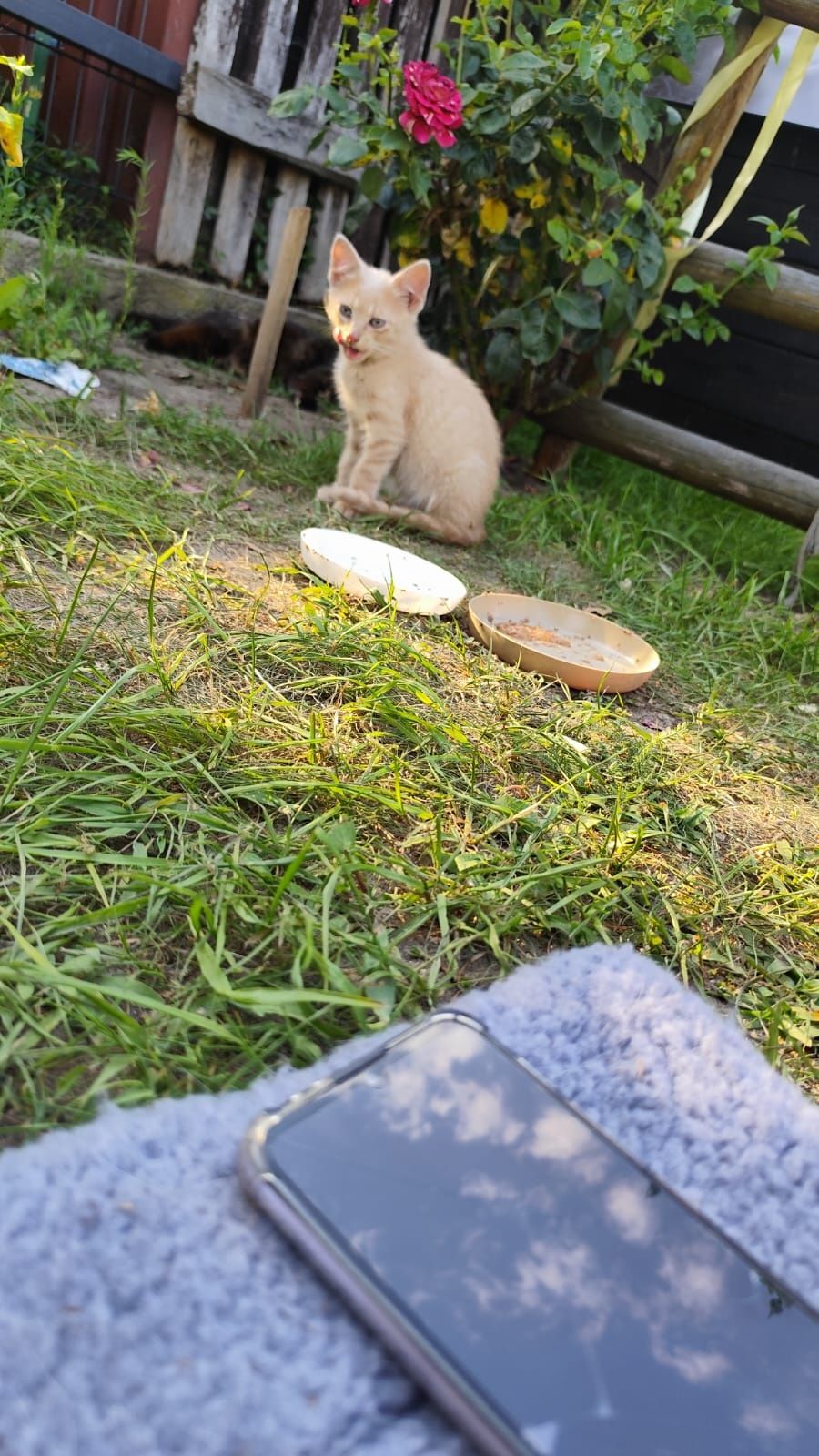Oddam  kocięta w dobre ręce