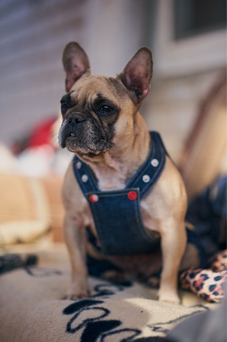 Французкий бульдог Приют