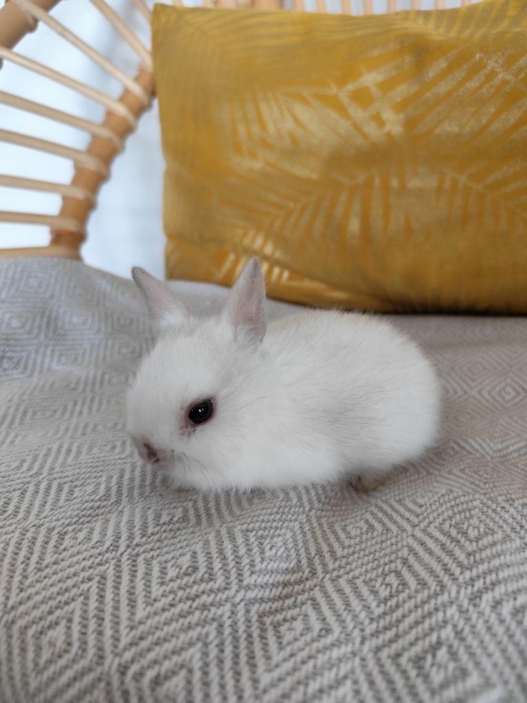 Coelhos mini toy Holandês