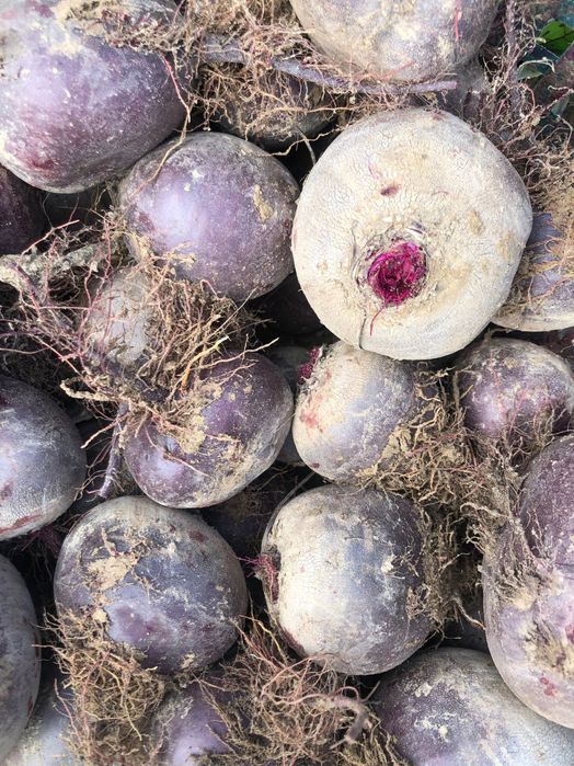 Sprzedam buraki ćwikłowe