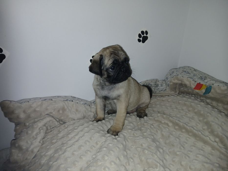 Mops mopsiczki  mopsy