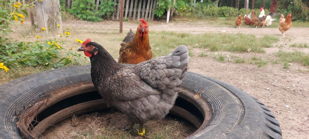 Jaja lęgowe kury nioski jaja legowe jajka wysyłam