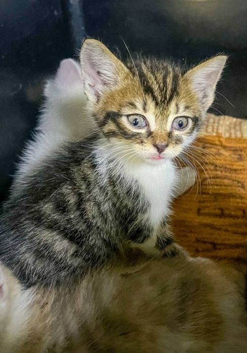 Отдам даром в добрые руки котят