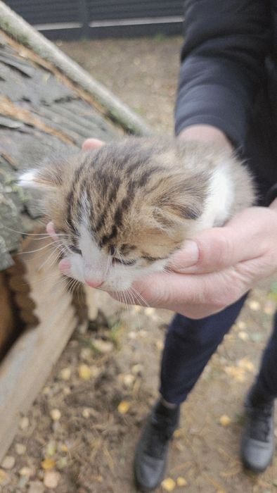 Oddam kociaki, 2 kotki, 1 kocurek