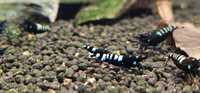 Krewetki Black Pinto 10szt. (Caridina)