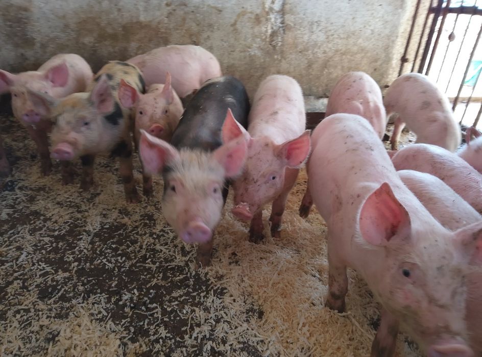 Продам поросят два місяці