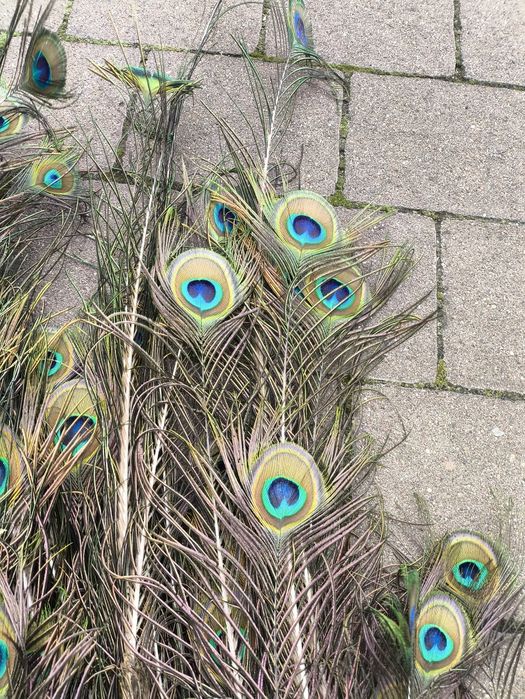 Sprzedam pawie pióra