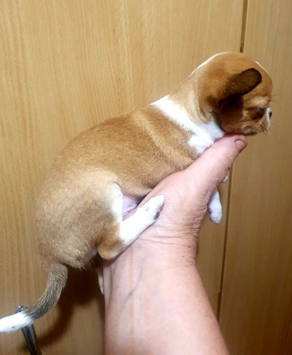 Дуже красиве дівча !