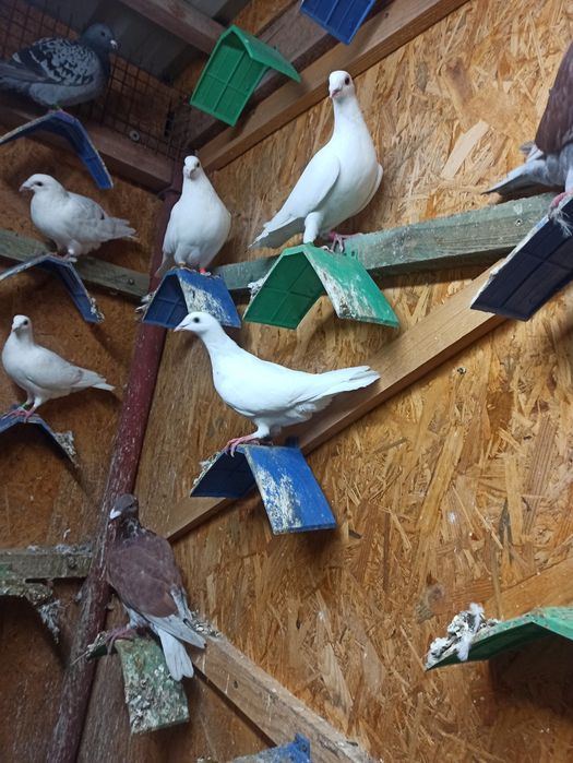 Gołębie rzeszowskie