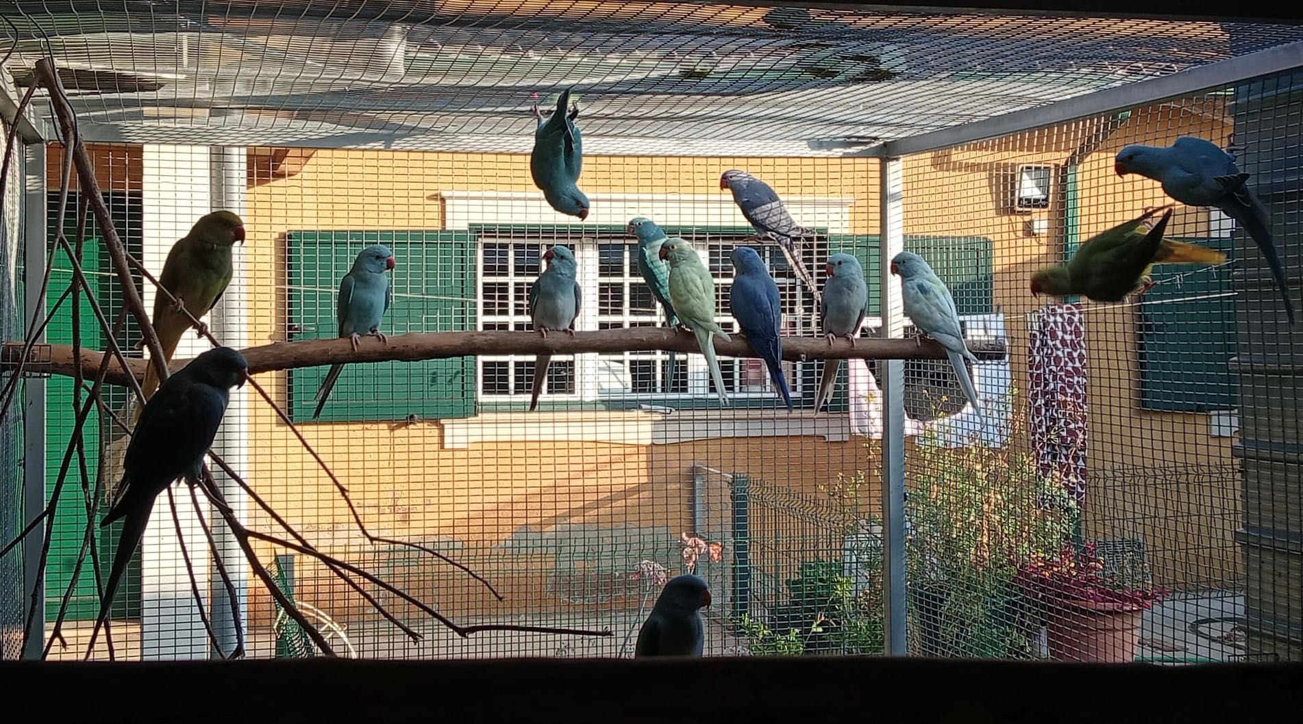 Ring necks de 2025 várias mutações