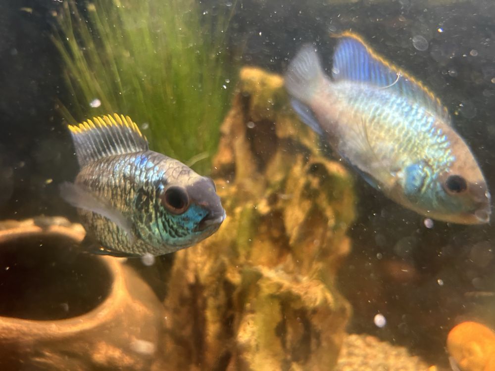 Akara electric blue (para)