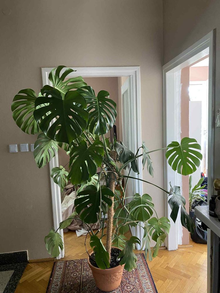 Monstera Deliciosa