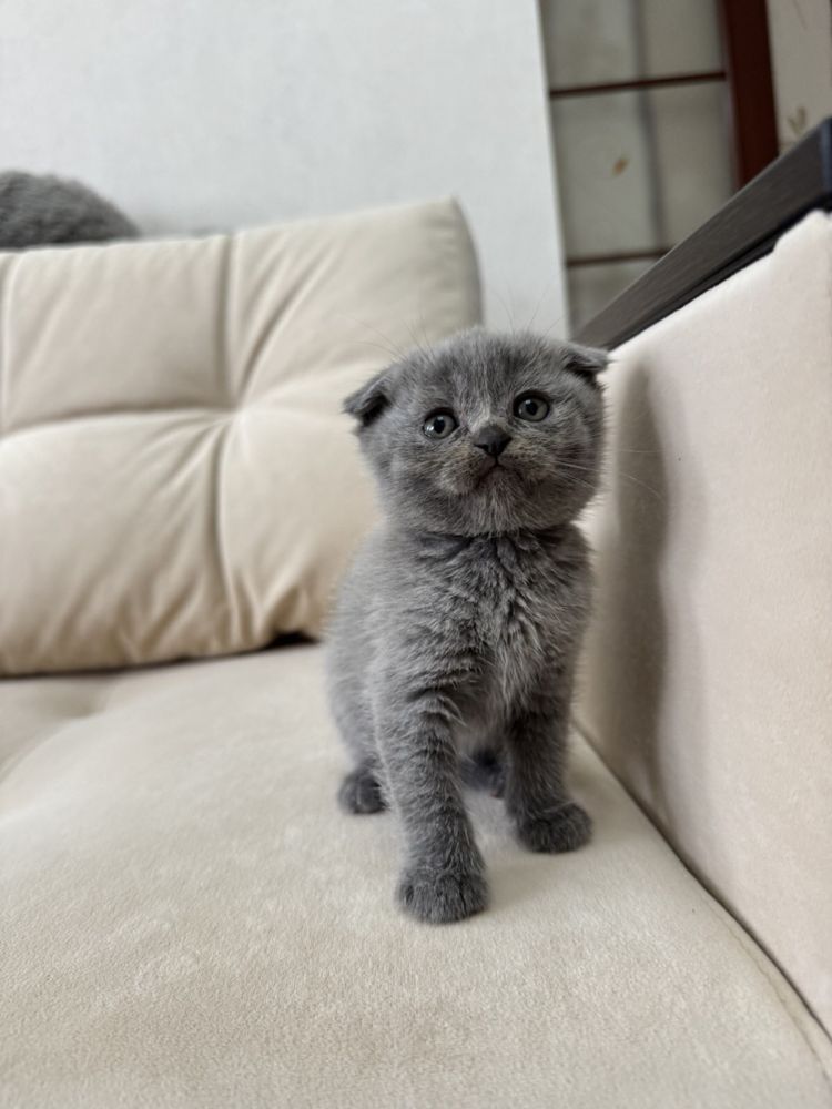 Шотландські кошенята