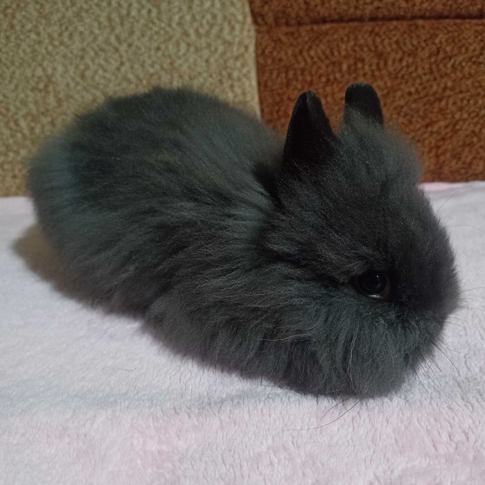 Królik Karzełek Teddy królik Miniaturka gotowe do odbioru króliczki