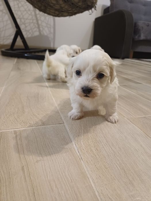 Maltańczyki pieski i suczki