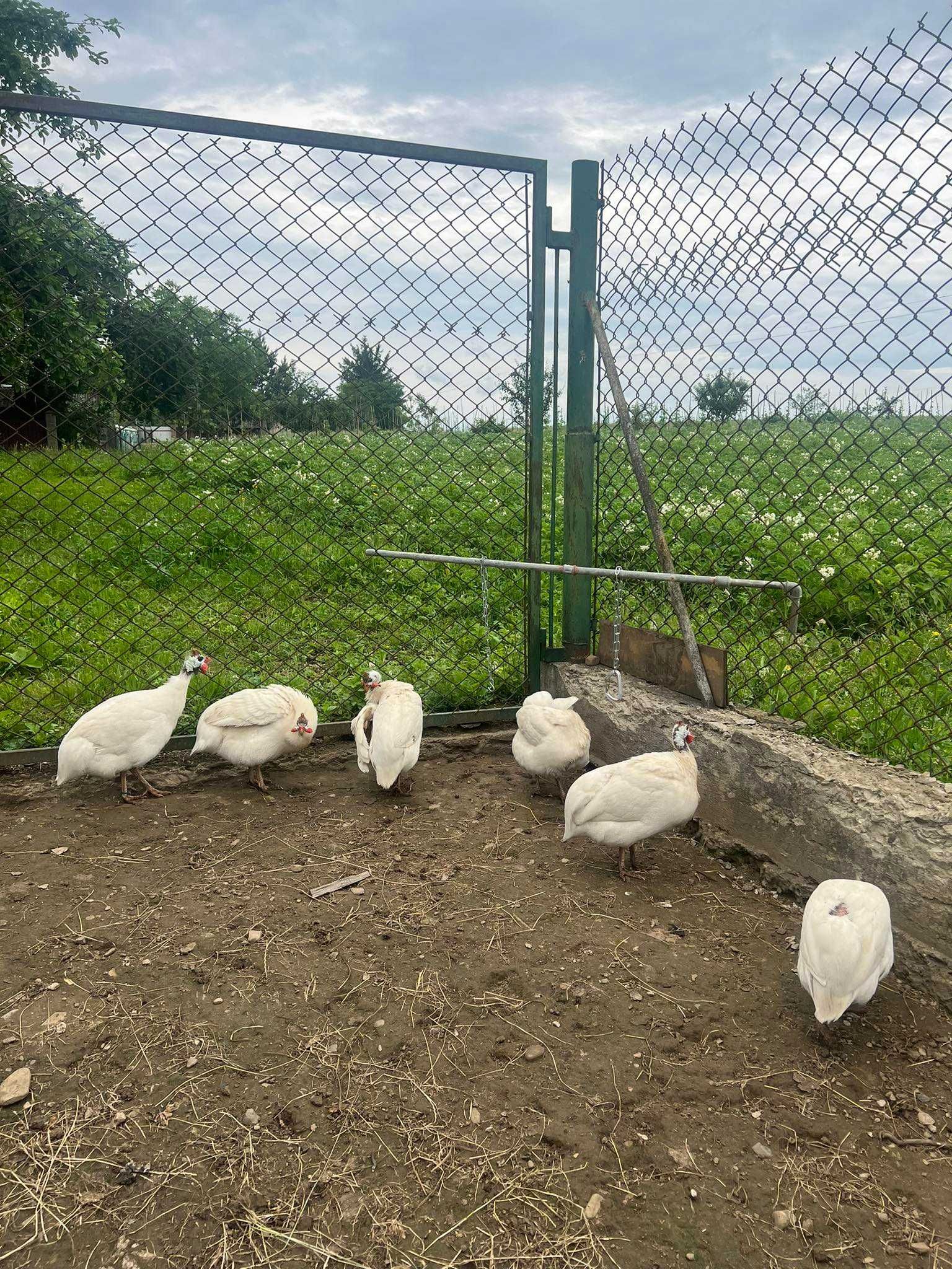 Інкубаційне яйце білої Цесарки