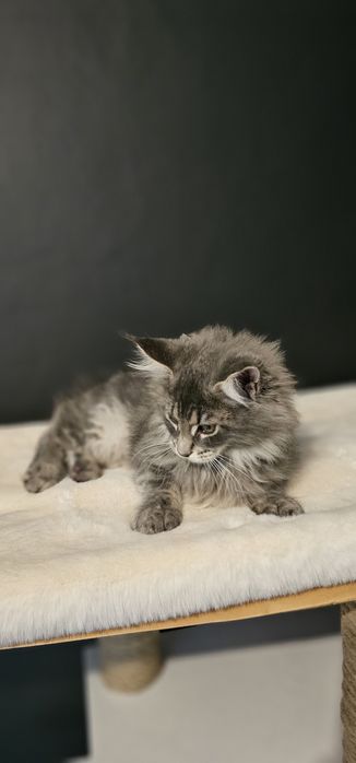 Koteczka Maine coon