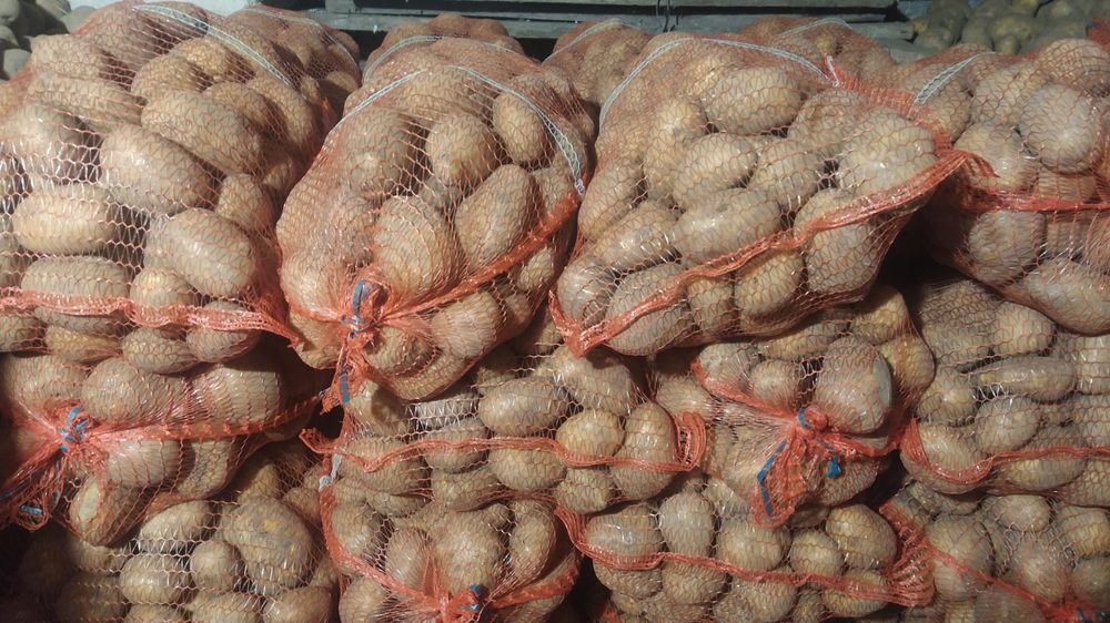 Ziemniaki Soraya Bellarosa