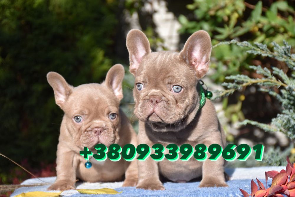 Голубые глазки, окрас Изабелла. Документы