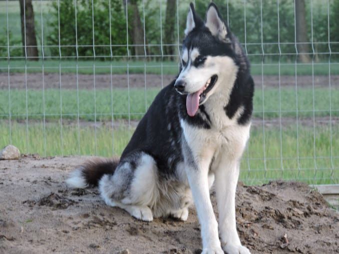 Szczeniak samiec Syberian Husky piwnooki rodowód