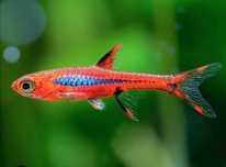 Rasbora mosquito 1,5cm