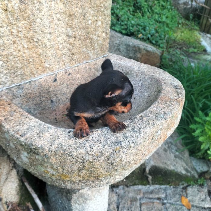 Pinscher miniatura fêmea