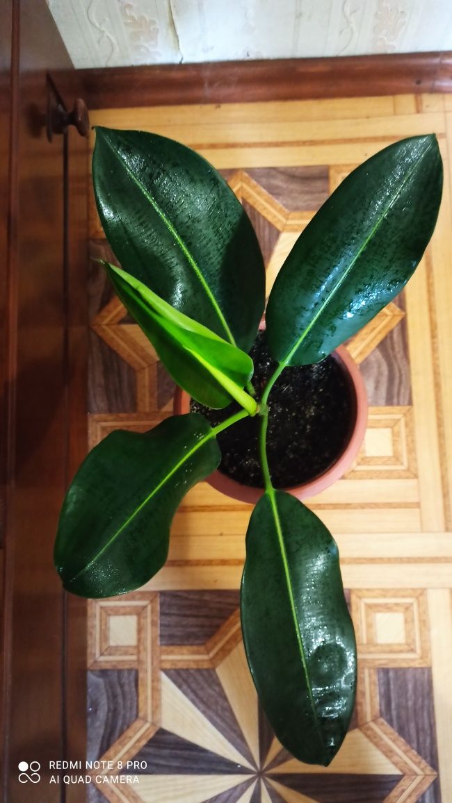 Фикус каучуконосный (эластика) Ficus elastica