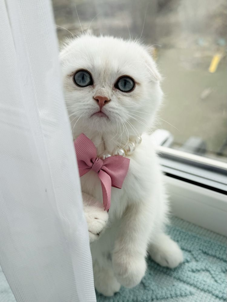 Котобанда шотландських золотих шишилл