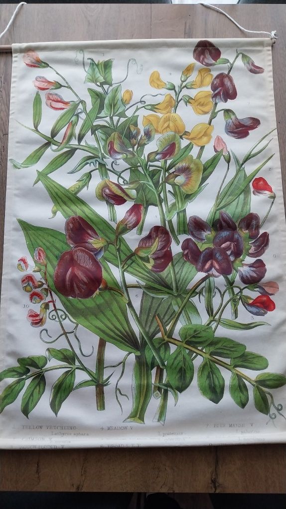 Botaniczna ilustracja obraz makatka groszek