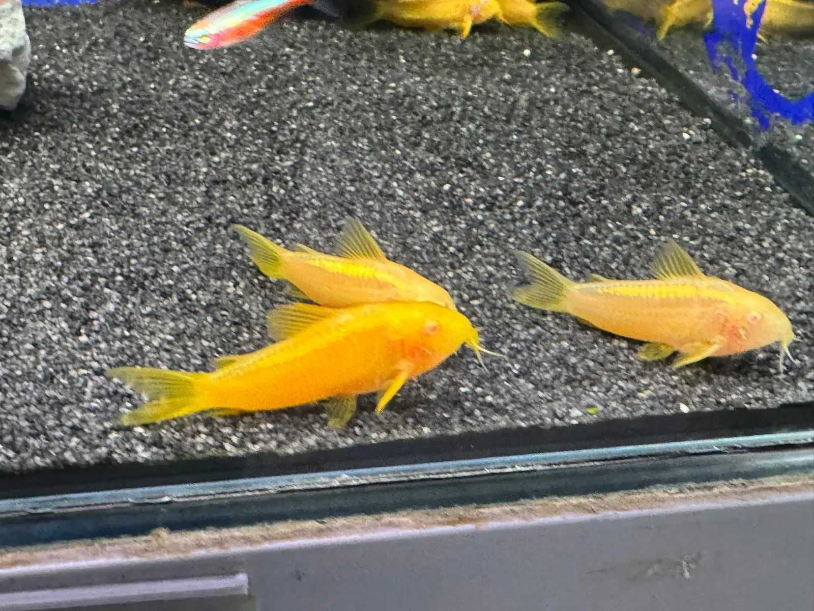 Kirys Golden Laser Albino / Gold Laser Albino