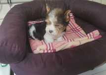 Yorkshire Terrier Biewer
