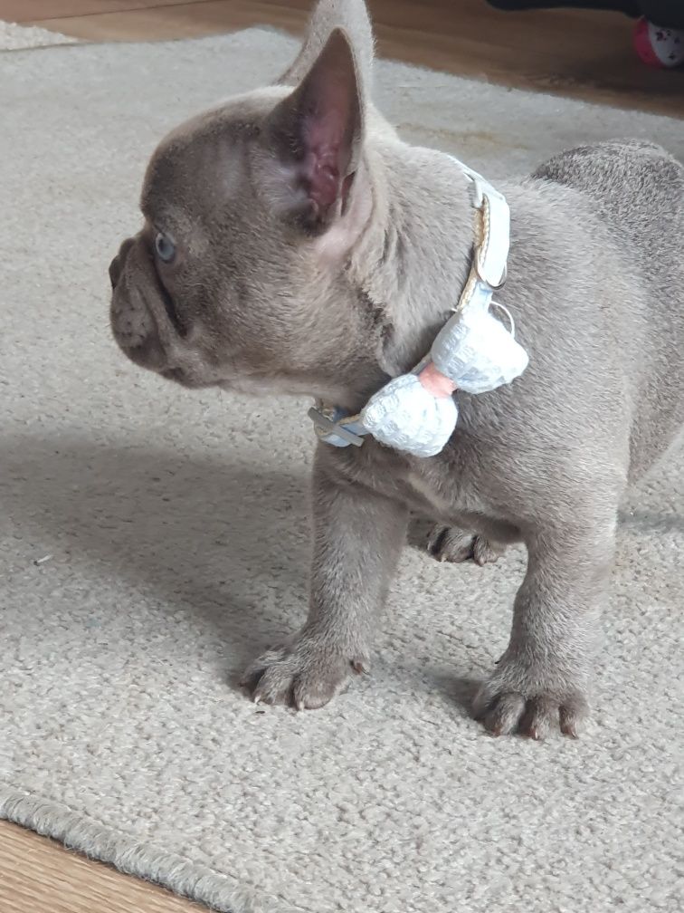 Buldog francuski  / Liliowy piesek