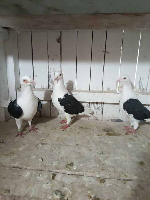 Sprzedam śląskie tarczowe