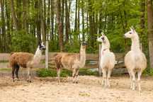 Lamy lama lame lam