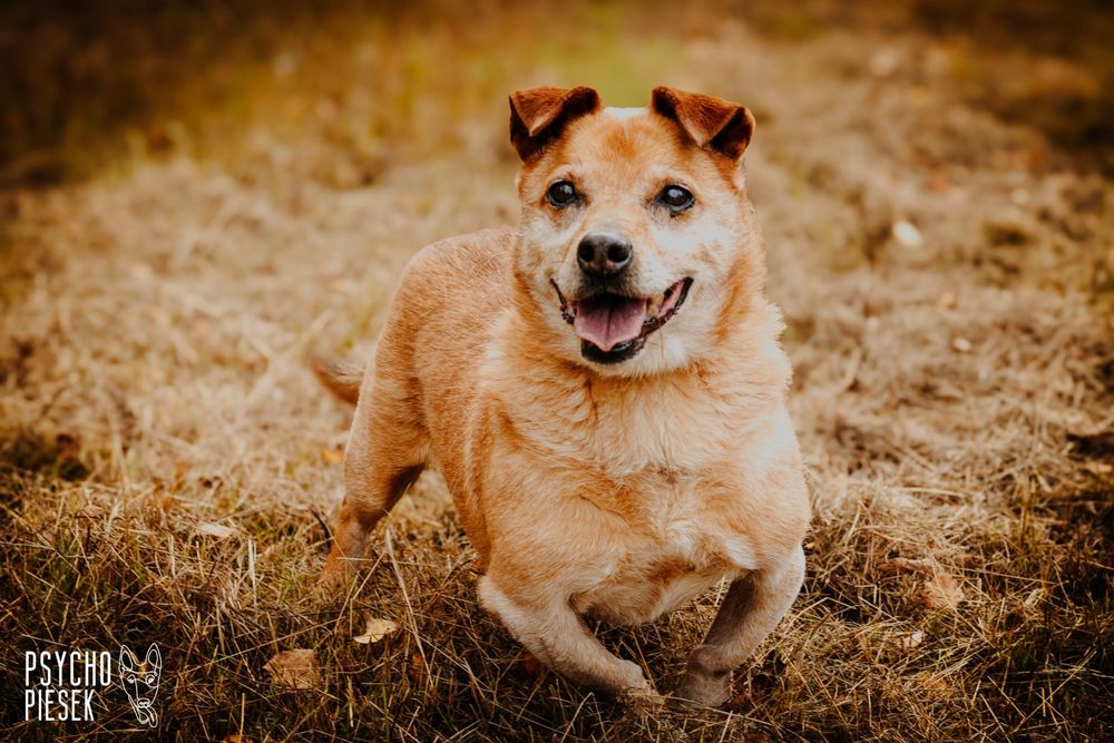 Wesoły, przyjacielski psiak szuka kochającego domu