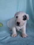 Parson Russell Terrier - piesek Tajson