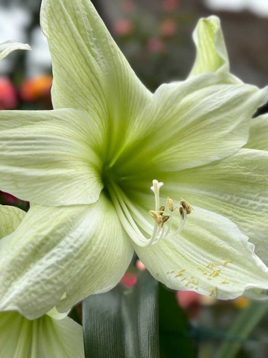 гиппеаструм, комнатная лилия, цветы, растения